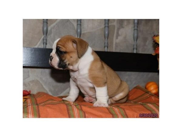 Victorian Bulldoge-DOG-Female-Red / White-24853-Petland Racine, Wisconsin