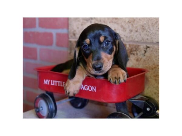 Dachshund-DOG-Male-Black / Tan-24855-Petland Racine, Wisconsin