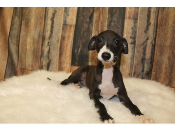 Italian Greyhound DOG Male Black / White 15891 Petland Racine, Wisconsin