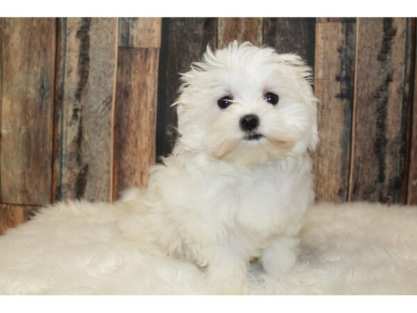 Maltese-DOG-Female-White-15894-Petland Racine, Wisconsin