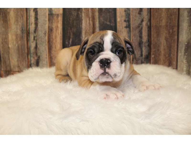 English Bulldog