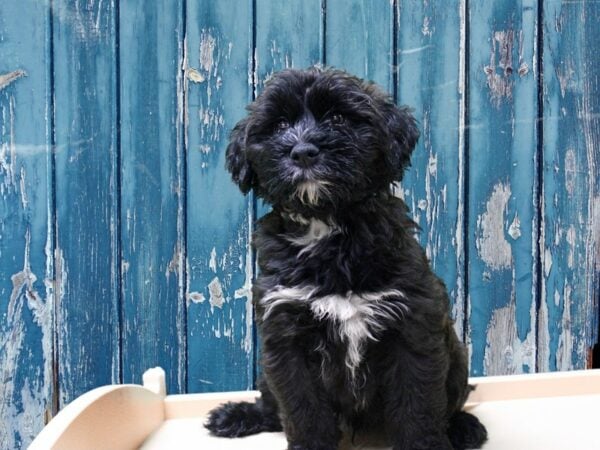 Mini Golden Whoodle-DOG-Male-WHEATEN/WH-24870-Petland Racine, Wisconsin