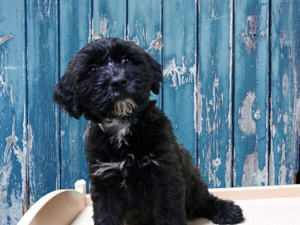 Mini Golden Whoodle-DOG-Male-WHEATEN/WH-24869-Petland Racine, Wisconsin