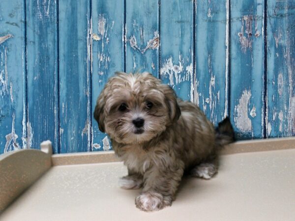 YoShi-DOG-Female-GLD/SBL/WH-24867-Petland Racine, Wisconsin