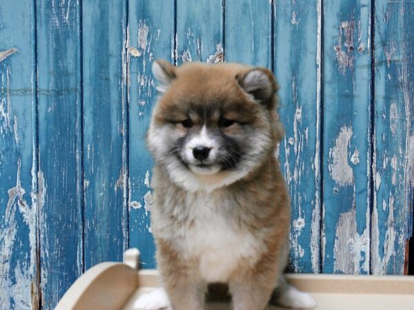 Pom/Shiba-DOG-Female-Brown-24864-Petland Racine, Wisconsin