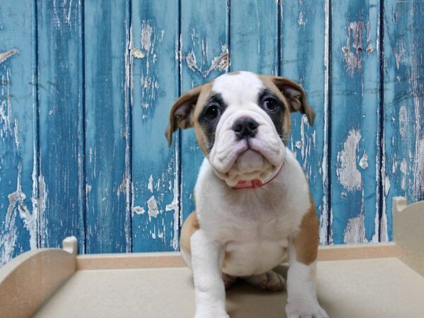 Victorian Bulldoge-DOG-Female-Red / White-24854-Petland Racine, Wisconsin