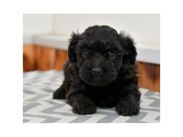 Havapoo-DOG-Male-Black-24884-Petland Racine, Wisconsin