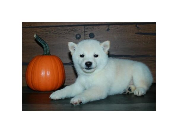 Shiba Inu-DOG-Female-Cream-15903-Petland Racine, Wisconsin