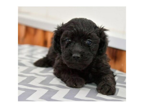 Havapoo-DOG-Male-Black-15914-Petland Racine, Wisconsin