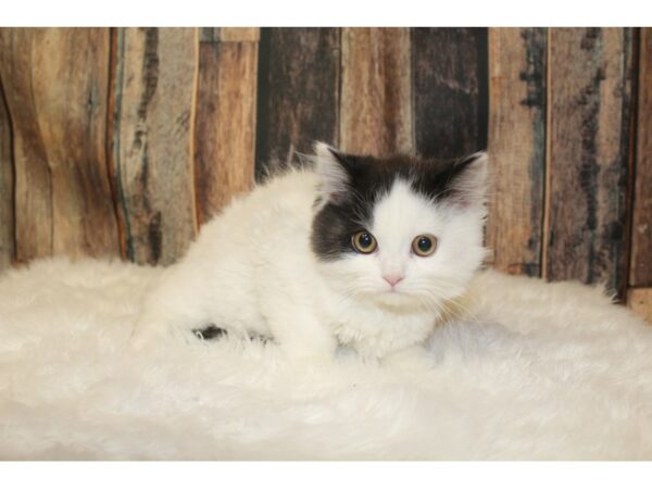 Persian CAT Male White 15905 Petland Racine, Wisconsin