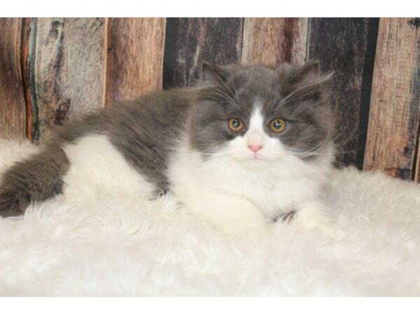 Persian-CAT-Male-Blue-15906-Petland Racine, Wisconsin