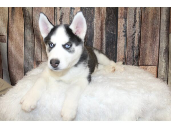 Siberian Husky-DOG-Male-Black / White-15909-Petland Racine, Wisconsin