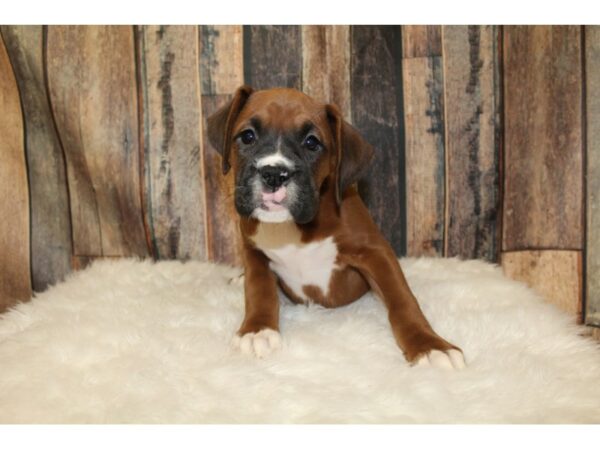 Boxer DOG Female Mahogany 15912 Petland Racine, Wisconsin