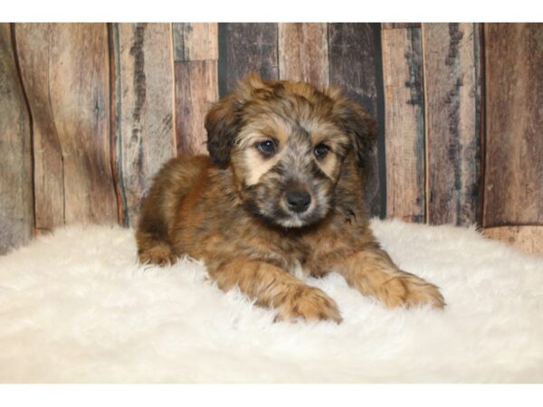 Aussie/Wheaten-DOG-Male-Sable-15915-Petland Racine, Wisconsin