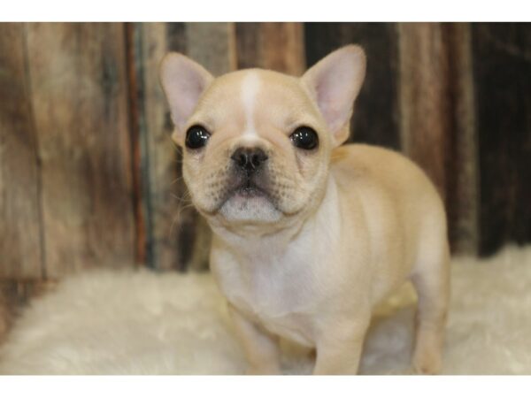 French Bulldog-DOG-Male-Cream-15916-Petland Racine, Wisconsin