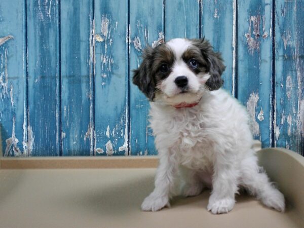 Cavapoo-DOG-Female-White-24887-Petland Racine, Wisconsin