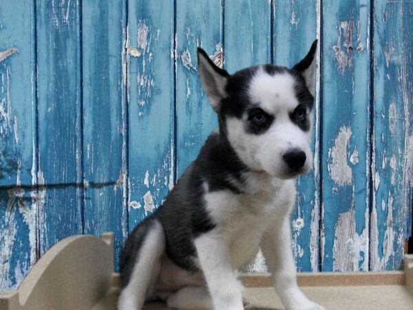 Siberian Husky-DOG-Female-Black / White-24895-Petland Racine, Wisconsin