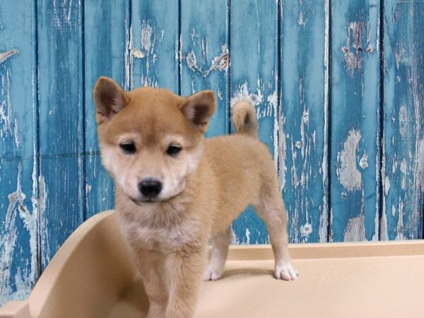 Shiba Inu-DOG-Male-Red-24889-Petland Racine, Wisconsin
