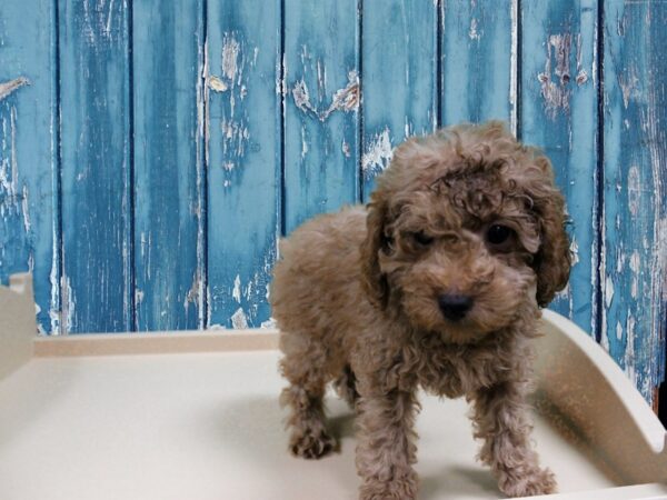 Poodle-DOG-Male-Red-24886-Petland Racine, Wisconsin