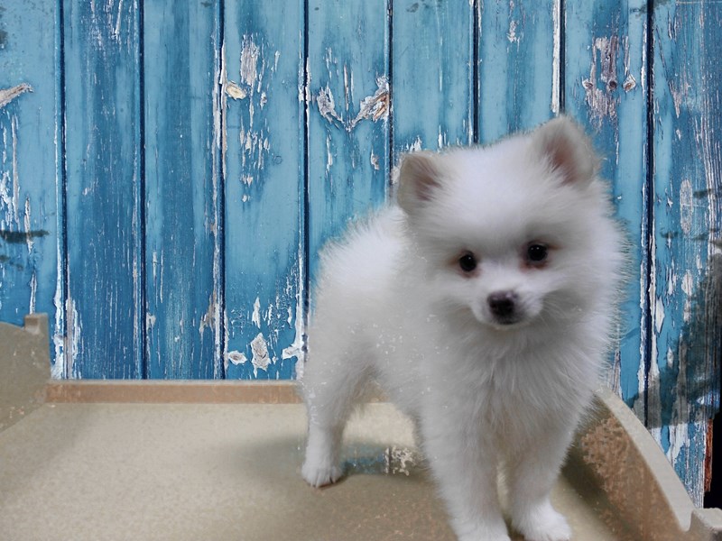 Pomeranian