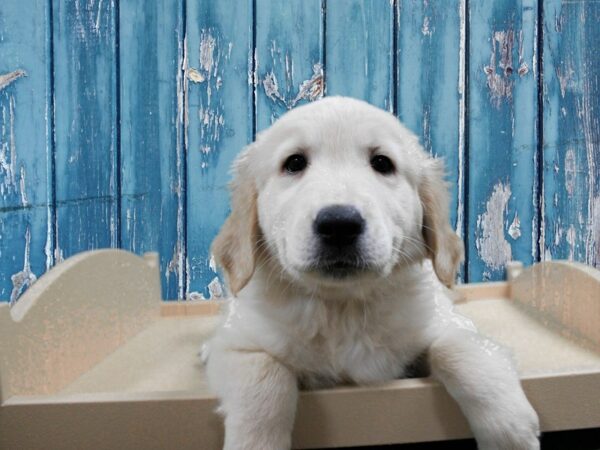 Golden Retriever-DOG-Male-Cream-24890-Petland Racine, Wisconsin