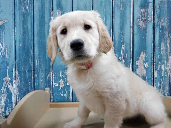 Golden Retriever-DOG-Female-Cream-24891-Petland Racine, Wisconsin