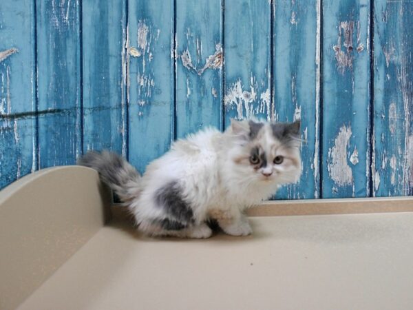 Persian-CAT-Female-Dilute Calico-24885-Petland Racine, Wisconsin