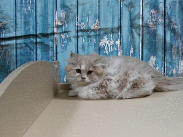 Persian CAT Male Cream 24883 Petland Racine, Wisconsin