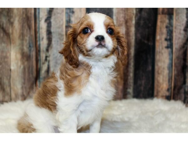 Cavachon-DOG-Female-Blenheim / White-15920-Petland Racine, Wisconsin