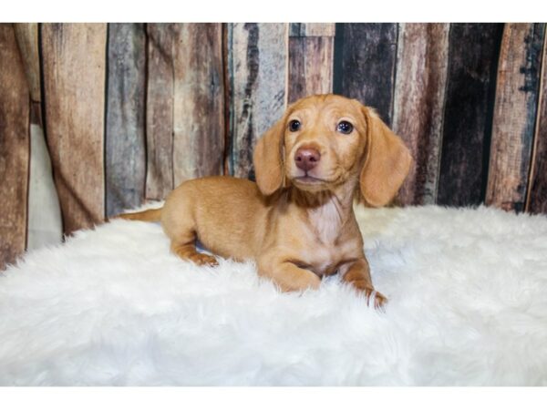 Dachshund-DOG-Female-Cream-15923-Petland Racine, Wisconsin