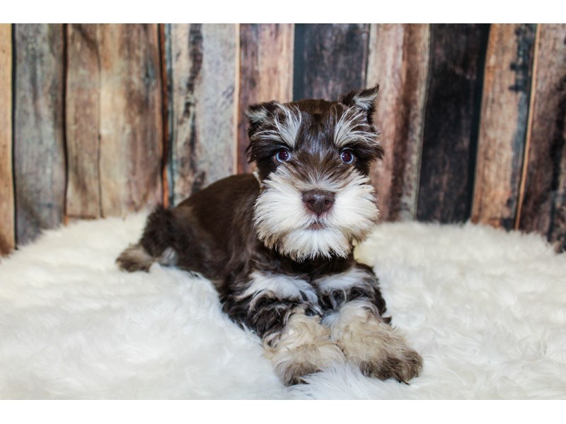 Miniature Schnauzer