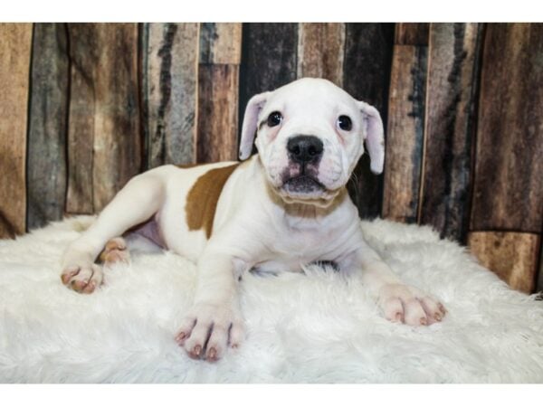 American Bulldog-DOG-Female-Red/White-15927-Petland Racine, Wisconsin