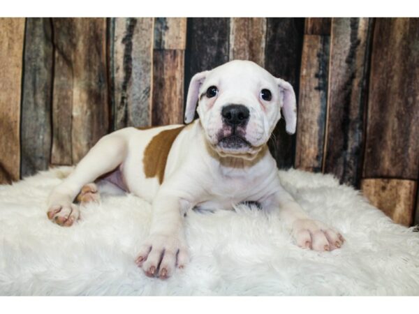 American Bulldog DOG Female Red/White 15927 Petland Racine, Wisconsin