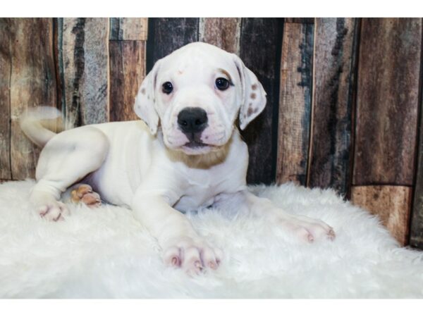 American Bulldog DOG Female White/Red 15928 Petland Racine, Wisconsin