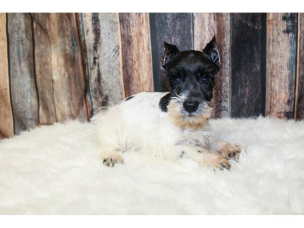 Mini Schnauzer-DOG-Male-Black/White-15932-Petland Racine, Wisconsin