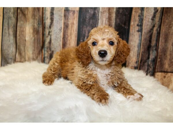 Poodle Mini DOG Male Apricot 15933 Petland Racine, Wisconsin