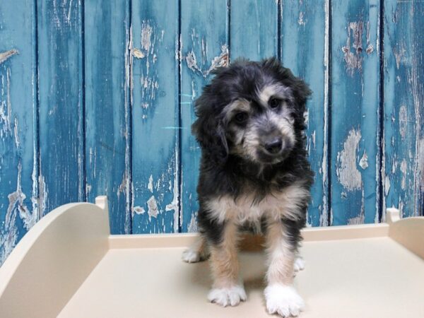 Aussiedoodle Mini-DOG-Male-Black / Tan-24902-Petland Racine, Wisconsin