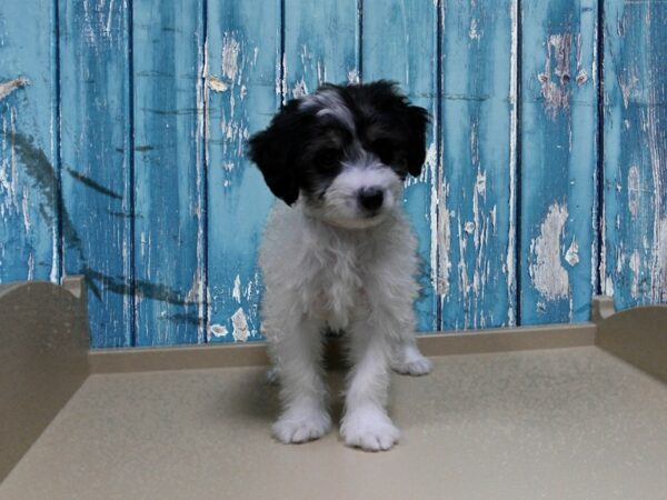 Aussiedoodle Mini-DOG-Male-Blue Merle-24901-Petland Racine, Wisconsin