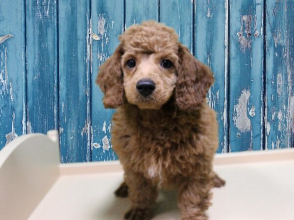 Miniature Poodle DOG Male APRICOT 24916 Petland Racine, Wisconsin