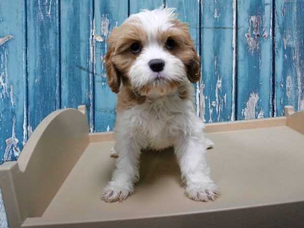 Cavachon-DOG-Male-Blenheim-24913-Petland Racine, Wisconsin