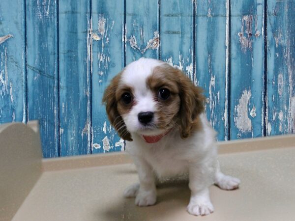 Cavachon-DOG-Female-Blenheim-24912-Petland Racine, Wisconsin