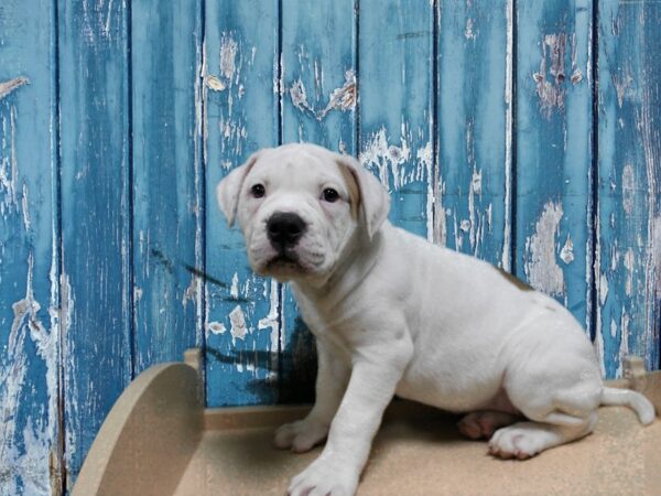 American Bulldog DOG Female RD/WH 24920 Petland Racine, Wisconsin