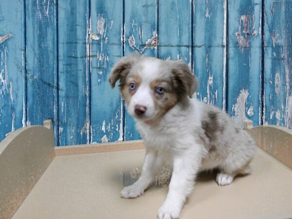 Australian Shepherd-DOG-Female-Red Merle-24906-Petland Racine, Wisconsin