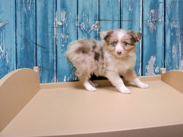 Australian Shepherd-DOG-Female-Red Merle-24907-Petland Racine, Wisconsin