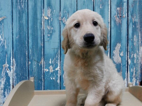 Golden Retriever-DOG-Female-GOLDEN-24919-Petland Racine, Wisconsin