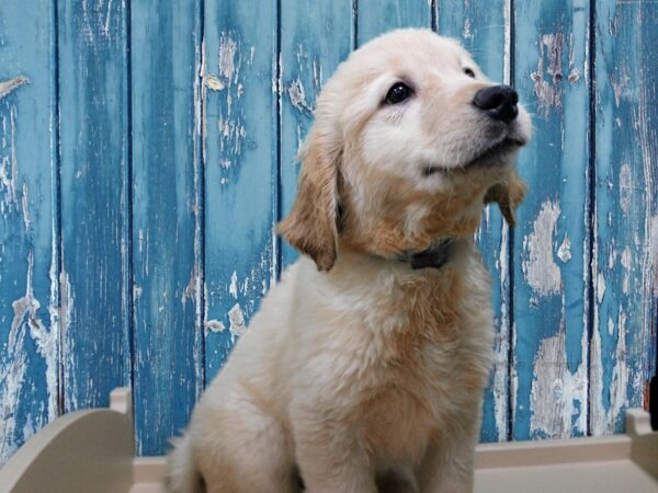 Golden Retriever-DOG-Female-GOLDEN-24918-Petland Racine, Wisconsin