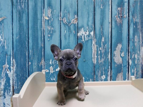 French Bulldog-DOG-Female-Blue Fawn-24899-Petland Racine, Wisconsin