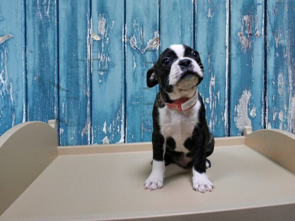 Boston Terrier-DOG-Male-Brindle / White-24910-Petland Racine, Wisconsin