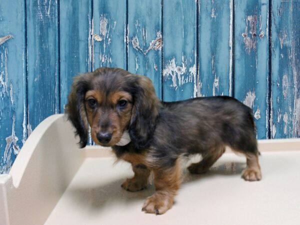 Dachshund-DOG-Male-Wild Boar-24905-Petland Racine, Wisconsin