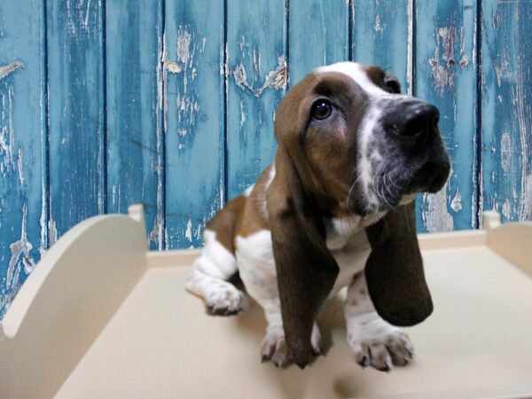 Basset Hound DOG Male Brown / White 24909 Petland Racine, Wisconsin